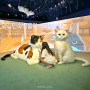 국립민속박물관 요물 우리를 홀린 고양이 전시회 서울 실내 데이트 가볼만한곳