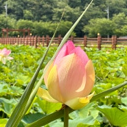 경북 성주 명소 뒷미지 수변공원 데크길 걸으며 연꽃 감상해요.