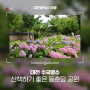 대전 수국 명소 산책하기 좋은 곳 ‘동춘당 공원’