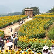 강주 해바라기축제 기본정보 함안 해바라기마을 여행 가볼만한곳