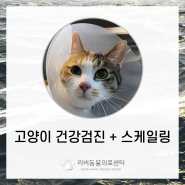 울산중구동물병원 울산고양이치과 리버동물의료센터 고양이구취 고양이잇몸 고양이치석 고양이발치 고양이입냄새 울산강아지건강검진