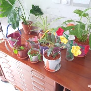 식물 | 저면관수/자동급수 화분 근황, 일반 화분으로 전환, 아트스톤 구멍 내기, 꽃