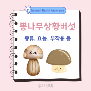 자연산 뽕나무상황버섯 효능 종류, 간기능 저하 시 복용방법