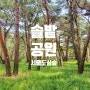 솔밭공원 여름 무더위 가보기 좋은 서울 도심 명품숲