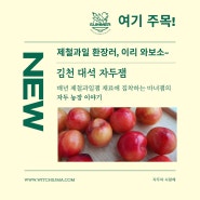 대석자두 6월 제철과일 자두잼 출시예정, 농장정보 선공개