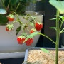 [식물] 집에서 딸기 키우기 ｜ 1~6월의 기록