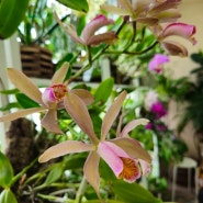 Cattleya forbesii 카틀레야 포베시