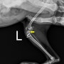 강아지 다리 절뚝거림 증상 전십자인대 단열(파행) 치료, 인공인대 낭외고정술(LFS)