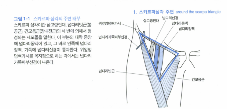 #스카르파삼각주변 around the scarpa triangle#샅고랑인대(#서혜인대) inguinal ligament ...