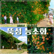 서울 뚝섬한강공원 능소화 위치 개화