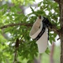 여성골프모자 로로얼로이 UV차단 리본 썬캡 등산모자 사용 후기