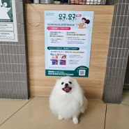 강아지 구충제 심장사상충약 정품구입 <오구오구 캠페인>