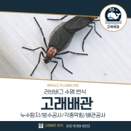 러브버그 수명 번식 원인 알아봐요