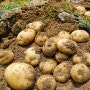 폭염에 썩은 감자, 상추~ 농산물 가격 상승으로 이어져