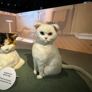 서울 무료전시회 요물, 우리를 홀린 고양이 국립민속박물관 후기