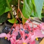 목베고니아 키우기 번식 꽃말
