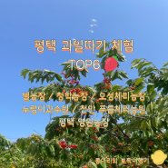 평택 과일 따기 체험해보기 좋은 핫플 TOP6