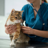 고양이 건강검진 시기 검진 항목 및 주기 비용