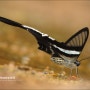 White Dragontail_태국 나비