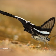 White Dragontail_태국 나비