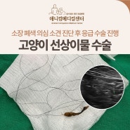 반복적인 구토 증상, 소장 폐색 의심 소견을 진단받은 고양이의 선상이물 제거 수술, 신당/금호/약수 동물병원, 애니컴메디컬센터