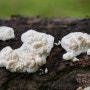 가는아교고약버섯 - Phlebia rufa