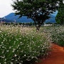 경남 밀양 삼문동 강변의 분홍가우라 흰색가우라 ( 나비바늘꽃 )