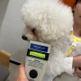 베트남 다낭으로 가는 비숑프리제 마리 : 강아지 고양이 베트남 출국 입국 항체가 검사 절차 비용