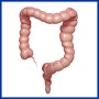 소화와 배설의 주요 장기 대장(large intestine)
