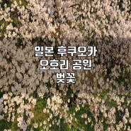 일본 후쿠오카 오호리 공원 벚꽃 축제 후기