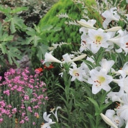 6월 정원 :: 숙근천인국, 비올라 솔벳, 백합, 겹접시꽃 | 홍가시나무 가지치기, 아게라텀 심기