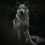 체코슬로바키안 늑대개 울프독 분양 특징 크기
