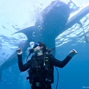 세부 오슬롭 고래상어 투어 스킨스쿠버 다이빙 투말록 폭포 코스