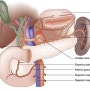 인체기관 췌장과 비장