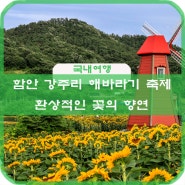 함안 강주리 해바라기 축제_환상적인 꽃의 향연