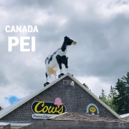 캐나다동부여행 PEI에서 카우 아이스크림 먹기
