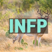 상상력과 이상주의를 지닌 사슴 INFP 성격 유형