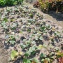 아이와 주말농장 텃밭가꾸기 고구마순심기 오이 고추 상추 토마토 수확