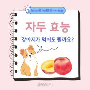 자두 효능 부작용 칼로리 +강아지가 먹어도 될까?