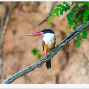 * 청호반새(black-capped kingfisher) *