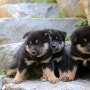 시바견 분양: 인천에서 혈통 좋은 시바견 블랙탄 수컷 강아지 분양합니다.