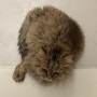 스페셜 포토덤프 #고양이미미 사랑하는 하나뿐인 나의 애묘,미미를 덕질해봅시다