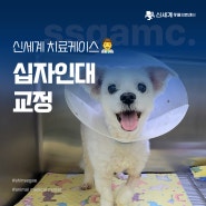 강아지 파행 십자인대 파열 교정 수술로 회복!