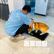 부천24시동물병원 옥길아라동물의료센터 강아지건강검진 후기
