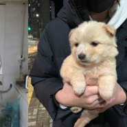 개, 고양이 11마리 살해한 20대... 집행유예 선고