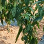 현주네팜 2024년 햇고추 열심히 재배하고 있어요
