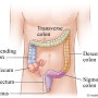 소화의 시작점 맹장(cecum)과 소화와 배설의 핵심 장기 결장(colon)