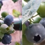블루베리농사! 열매크게키우기, 커지는시기, 열매수확시점은 &과일고를때주의.. 안전한 먹거리 선택기준은