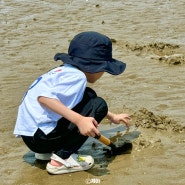 태안 맛조개 체험 청포대 해수욕장 서해 갯벌 조개잡이 조개캐기