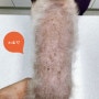 강아지 전신 탈모 경련 갑상선 기능 저하증 -개포동 스마트동물병원